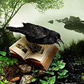 Raven's Tale