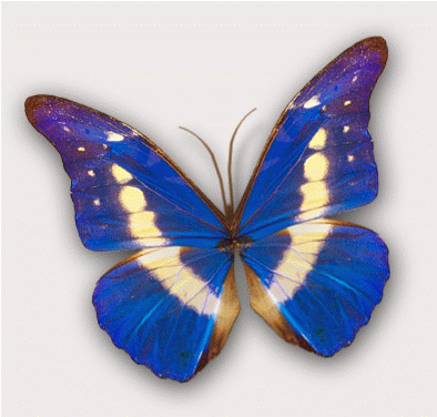 http://www.thegraphicgroove.com/oddBits/Butterfly2.gif